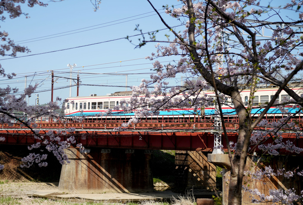 近江鉄道の春