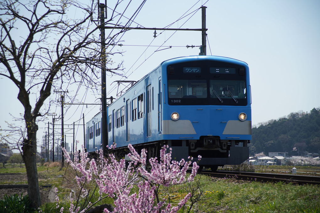 近江鉄道の春
