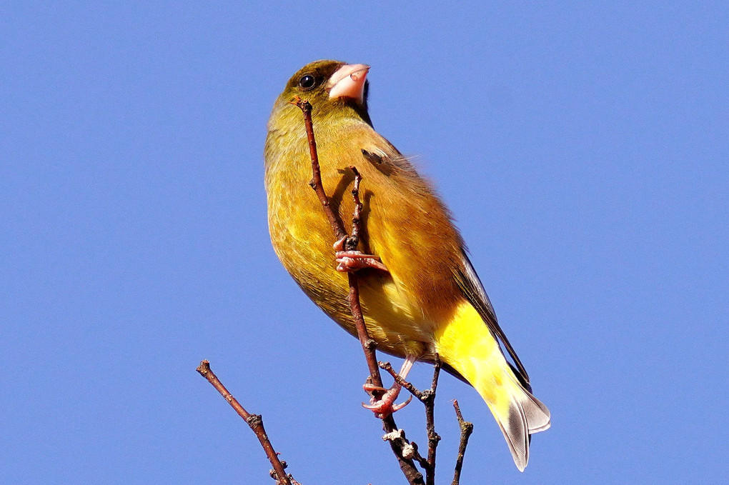 マヒワです、きれいな黄色い鳥です