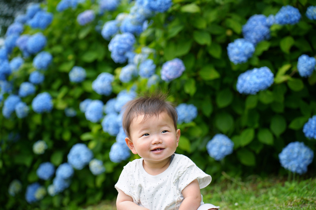 紫陽花