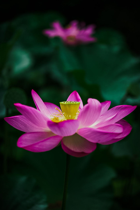 ancient lotus
