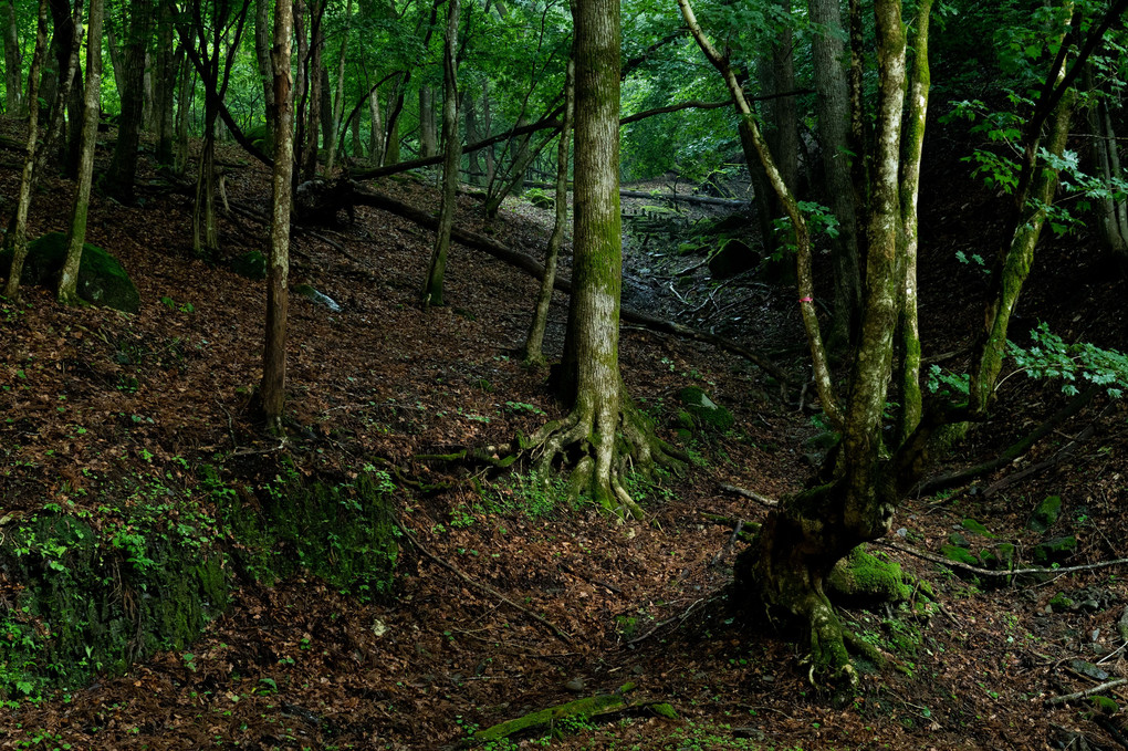 森の登山道