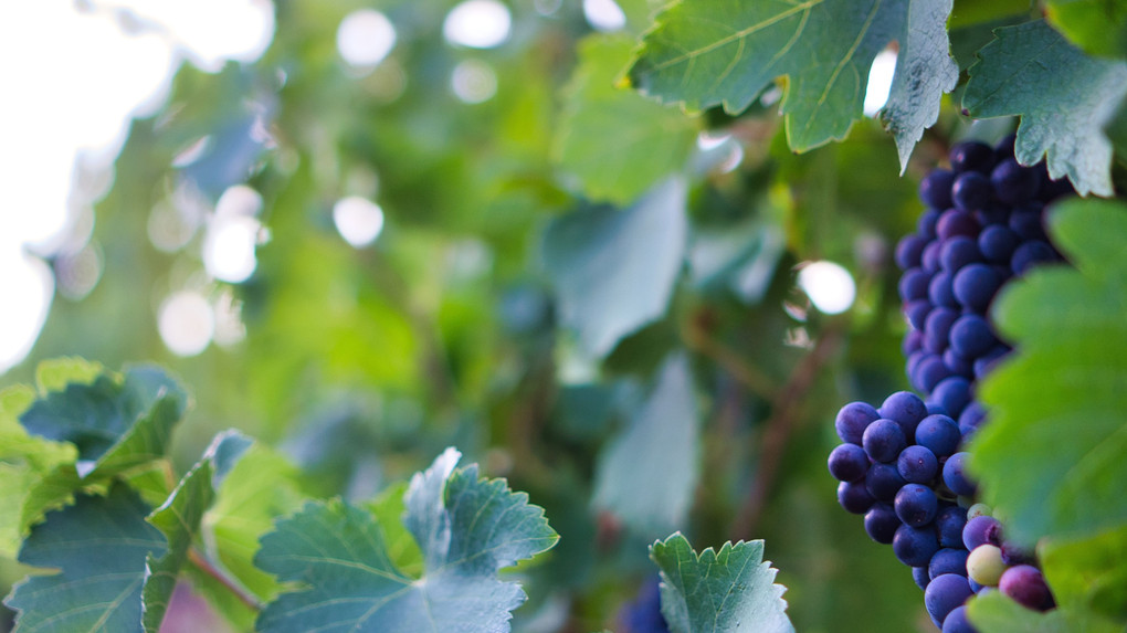 ラングドックワインの葡萄畑