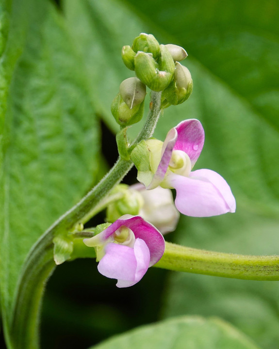 インゲン豆 の花
