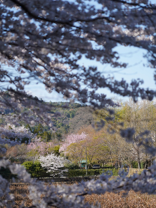 春の嵐山～嵯峨野