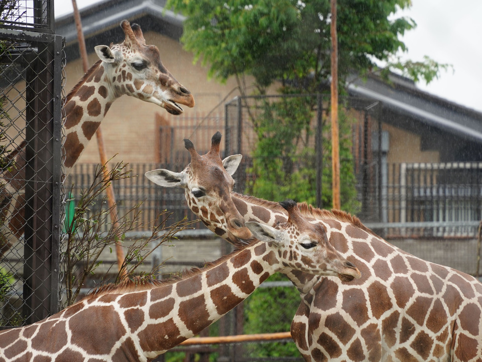 雨の動物園