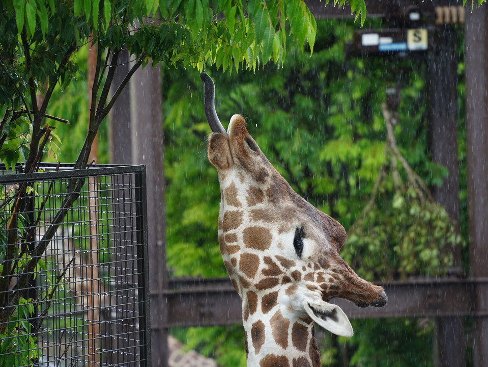 雨の動物園