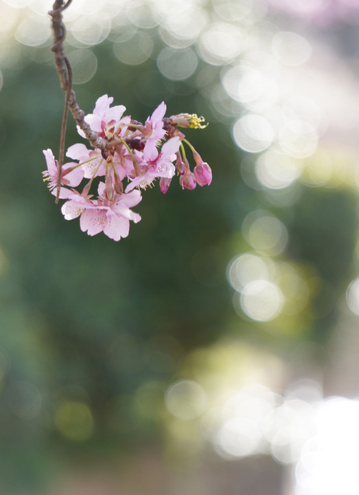河津桜と零れる光り