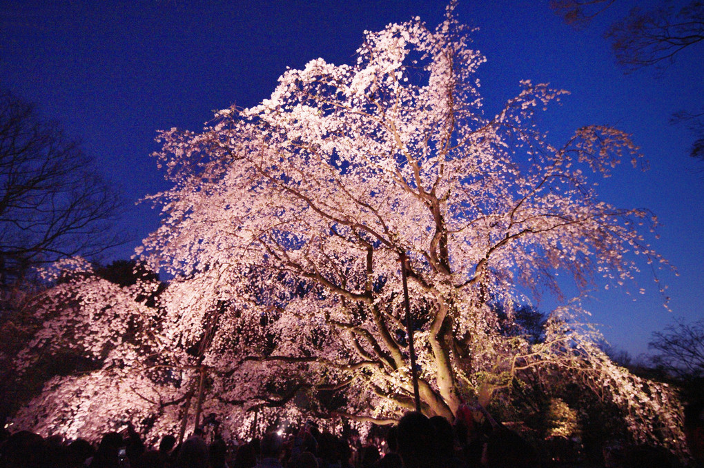 ライトアップ枝垂れ桜