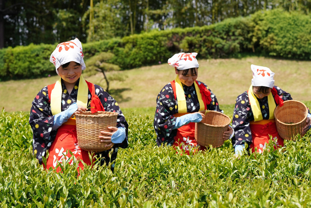 茶摘み祭り