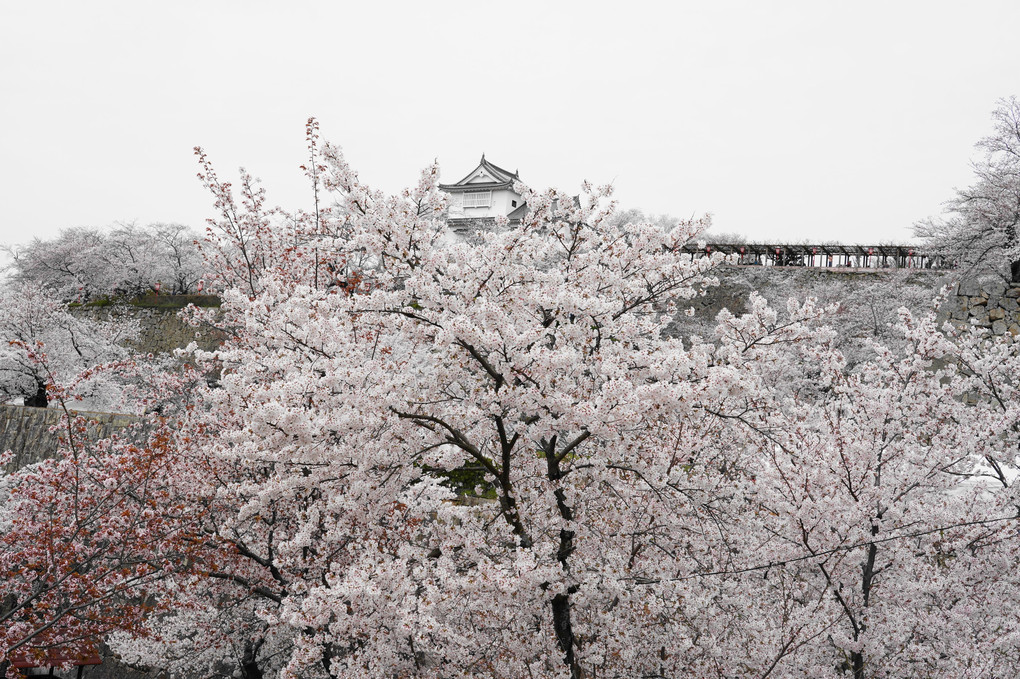 桜に浮かぶ城