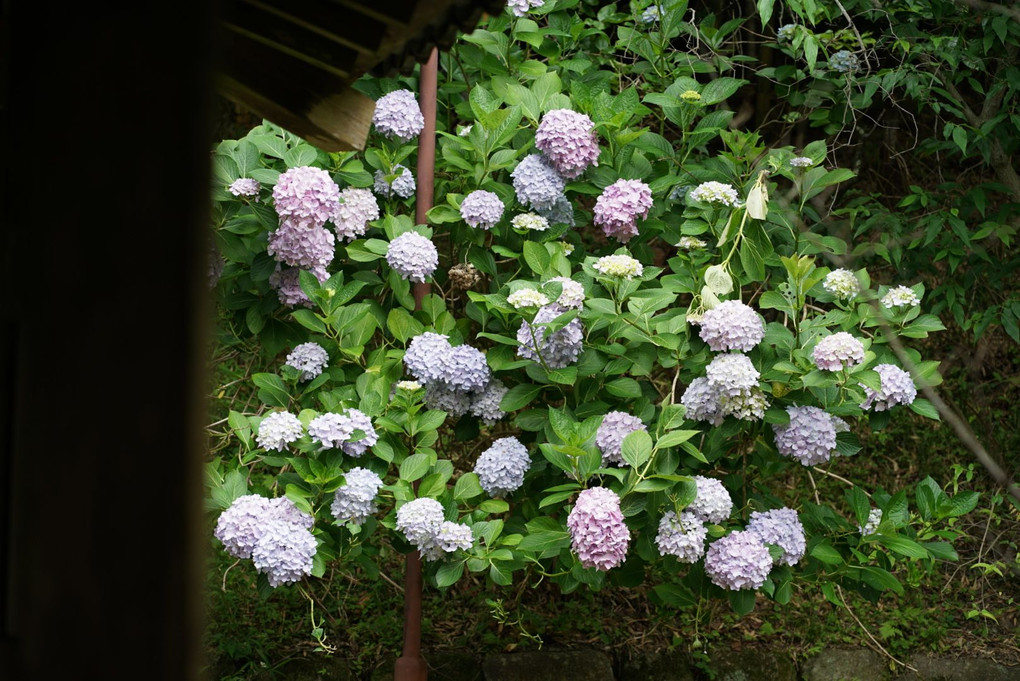久安寺の紫陽花