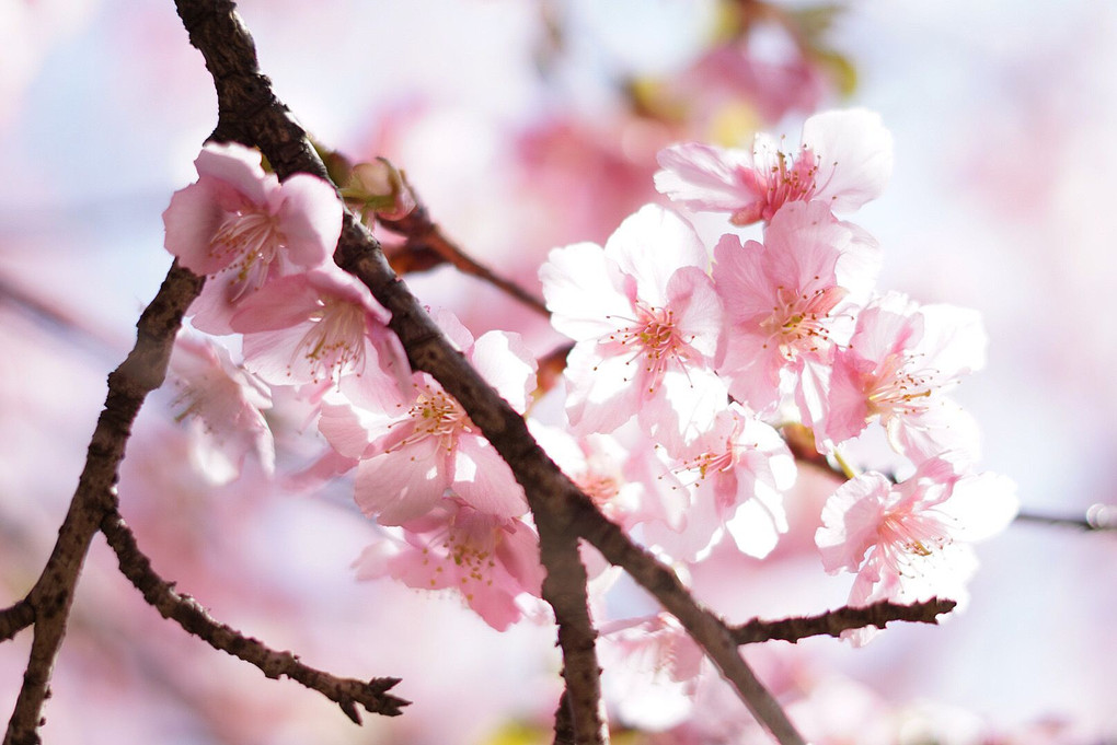 火を浴びる河津桜