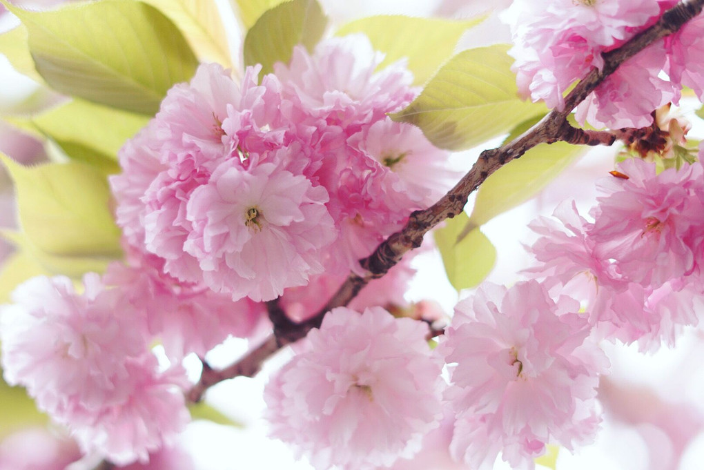 ふわふわ八重桜