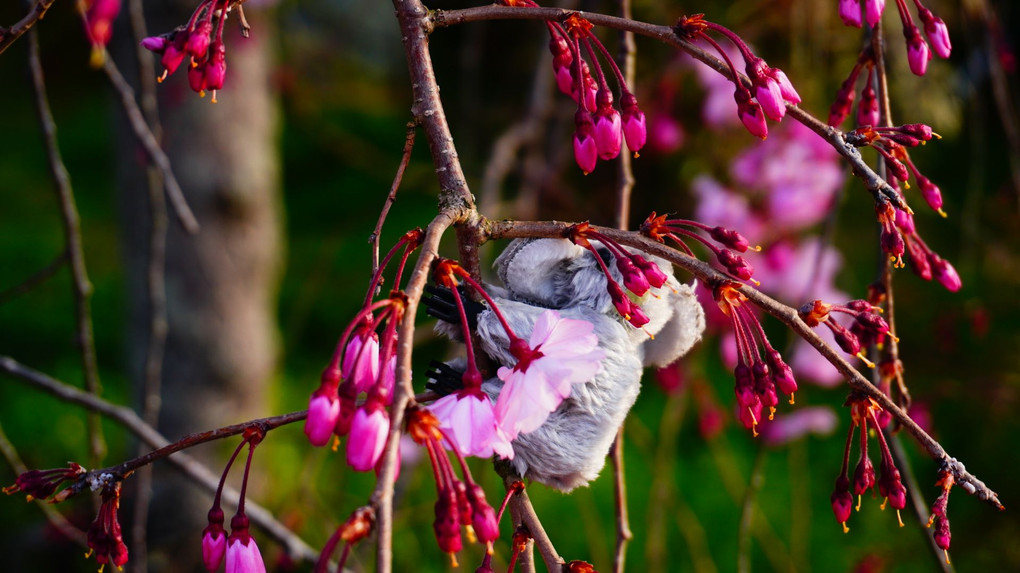 一際目立つ枝垂れ桜