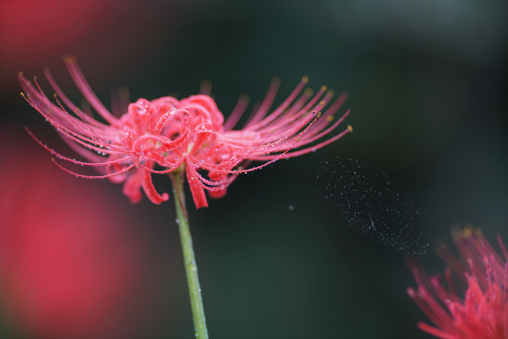 紅に蜘蛛の巣⋆red spider lily*