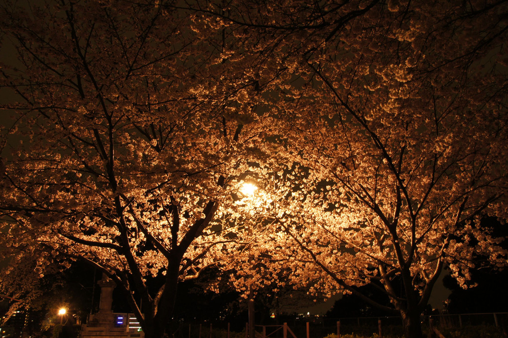 夜桜三昧