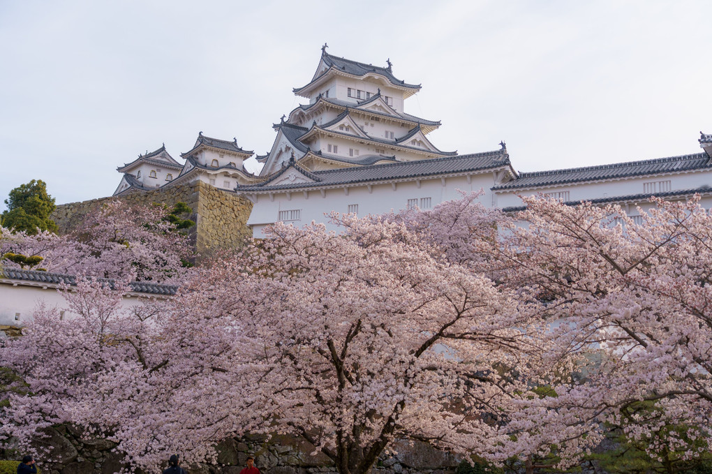 朝の姫路城