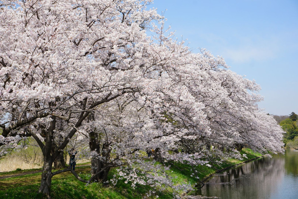 福岡堰🌸桜並木