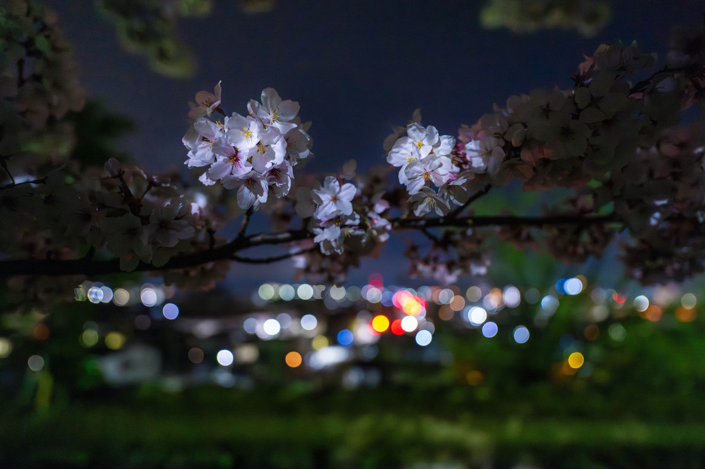 街明かりと競う桜