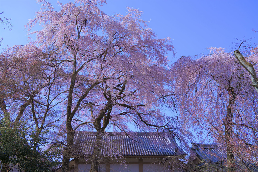 8年間の空白をうめる醍醐寺の桜