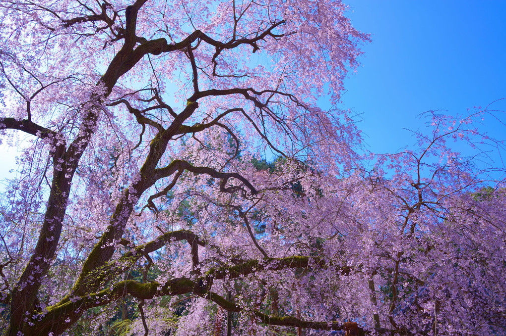 8年間の空白をうめる醍醐寺の桜