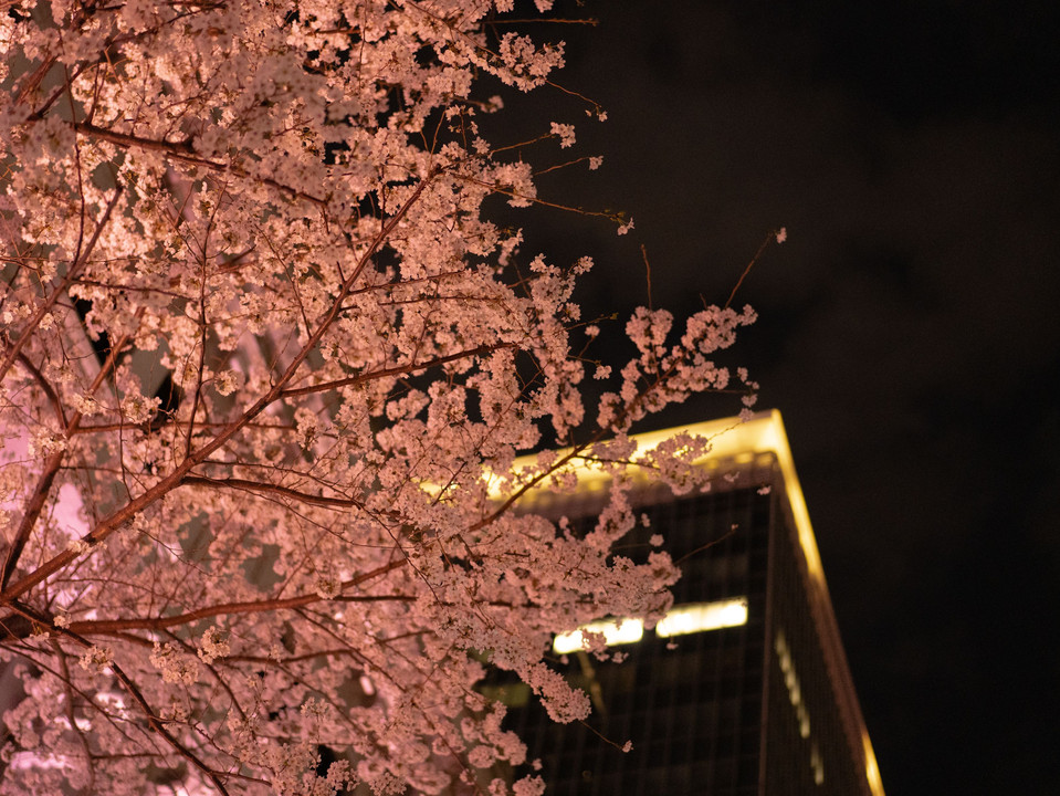 日本橋の夜桜