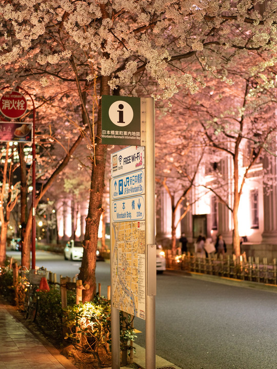 日本橋の夜桜