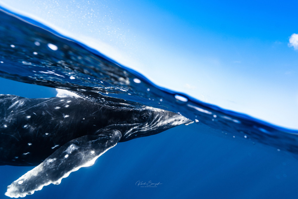 Humpback whale in Okinawa