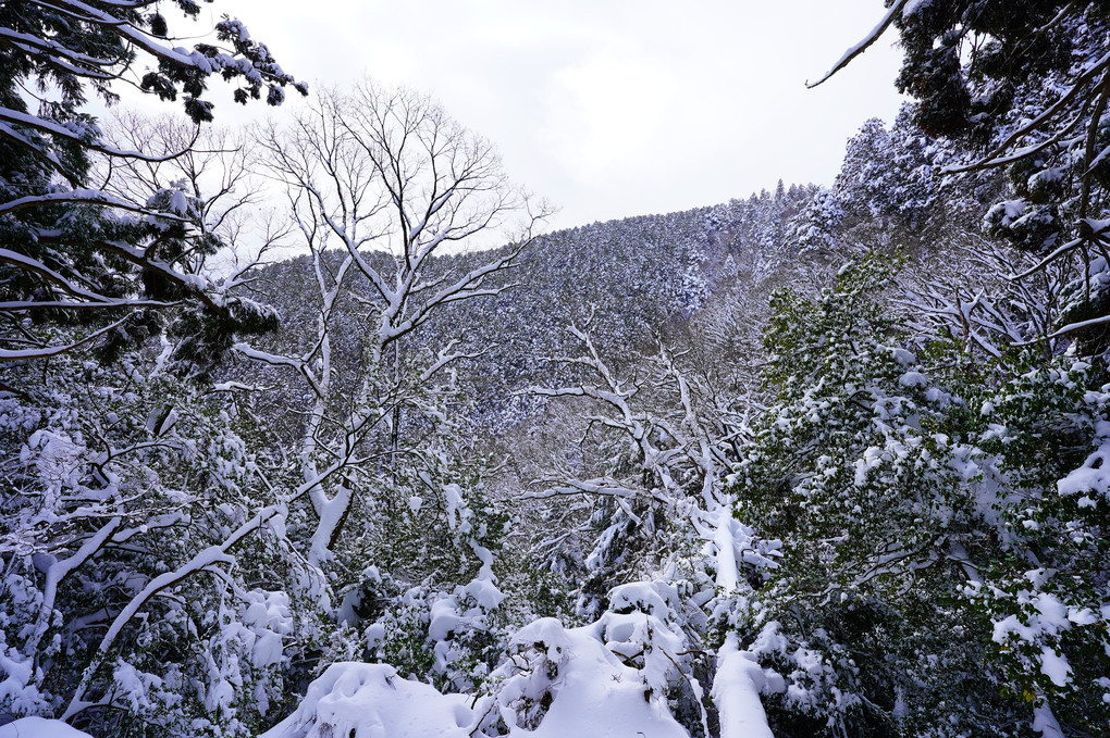 厳冬の愛宕山