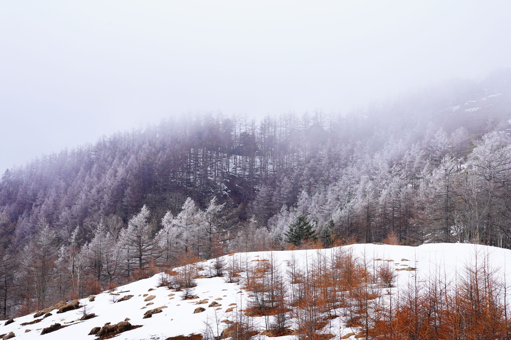 霧氷の森