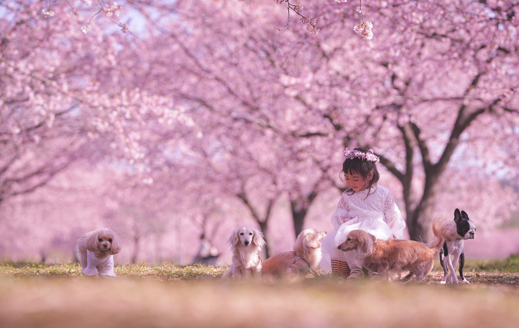 桜の木下で「あなたのお名前はなぁに？」