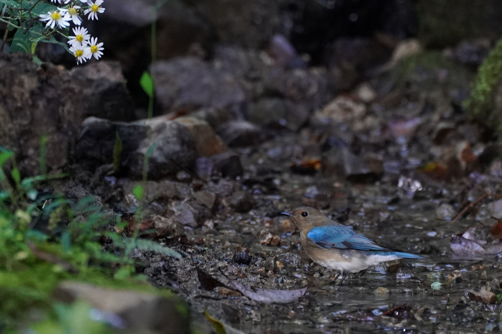 水場のオオルリ