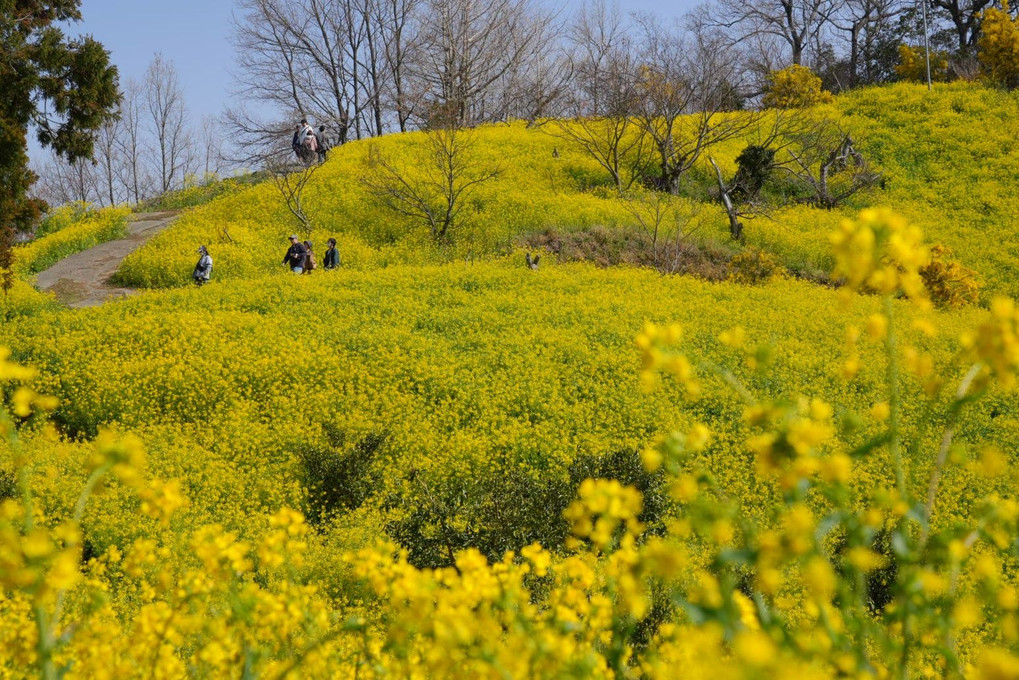 幸せの黄色い丘