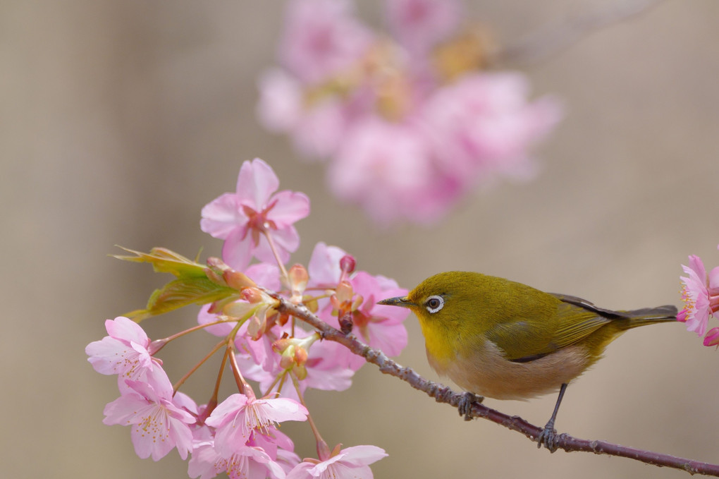 川津桜にメジロちゃん