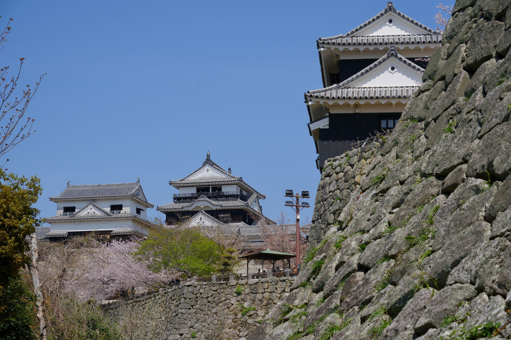 桜が似合う松山城