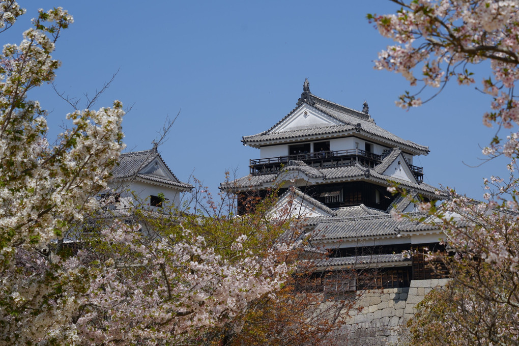 桜が似合う松山城