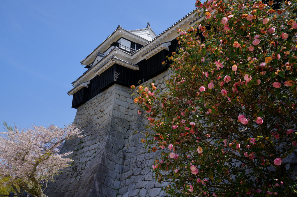 桜が似合う松山城