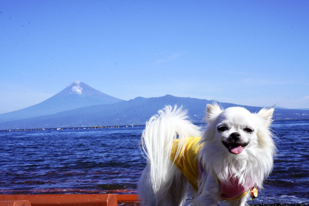 富士山と青い海と青い空と