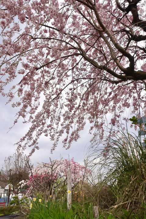枝垂れ桜とスイセン
