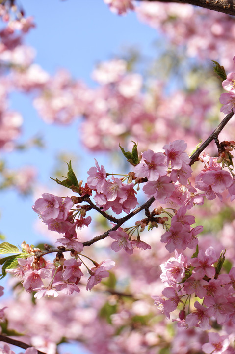 やっと晴れた日の河津桜