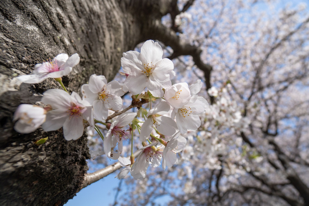 満開の桜、幹からも満開
