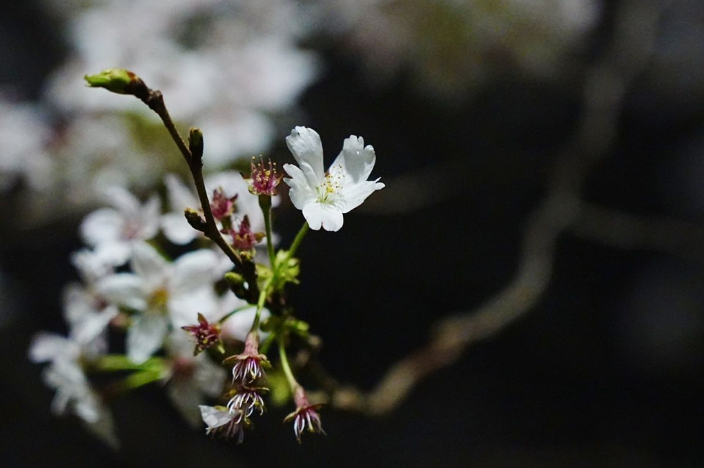 夜桜