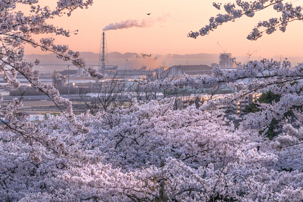 故郷の桜