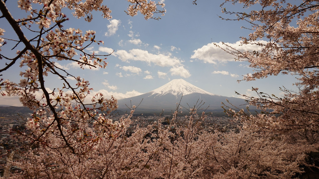 胸のすくような桜、桜、桜