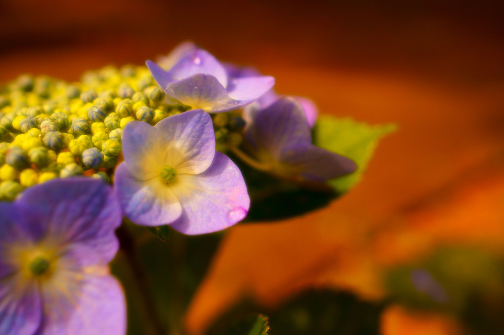 可愛い額紫陽花