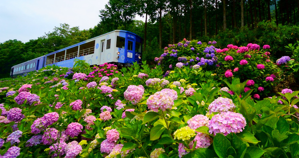 紫陽花の群れと共に