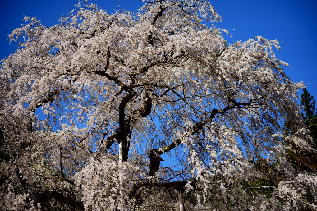 大安寺の枝垂れ桜