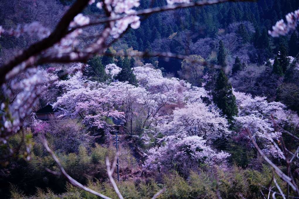 満開の桜の里