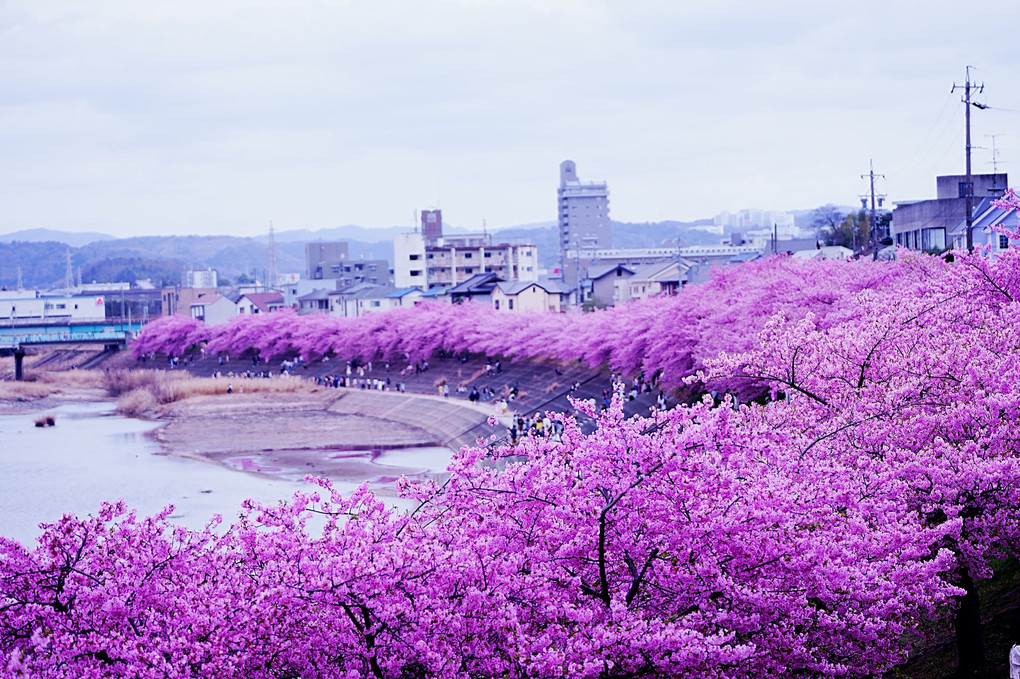 満開の葵桜　2023.3.12